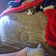 Sox is registered to the contest to win money with this photo: animal, blanket, cat, couch, cozy, eyes, face, furniture, furry, indoor, kitten, patterned_blanket, peekaboo, pet, red_blanket, relaxed, sleepy, sock, whiskers, white_and_gray