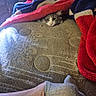 animal, blanket, cat, couch, cozy, eyes, face, furniture, furry, indoor, kitten, patterned_blanket, peekaboo, pet, red_blanket, relaxed, sleepy, sock, whiskers, white_and_gray
