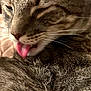 cat, tabby, tongue_out, close_up, pet, feline, animal, fur, whiskers, ears, face, cute, domestic_cat, indoor, relaxed, sleepy, tongue, licking, portrait, mammal