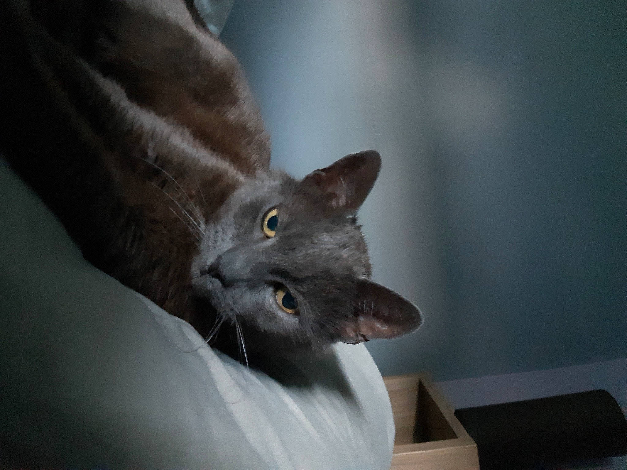 Bijou participe au concours pour gagner de l'argent avec cette photo : black_cat, carnivore, cat, chartreux, claw, domestic_short_haired_cat, ear, felidae, fur, gesture, grey, russian_blue, small_to_medium_sized_cats, snout, whiskers