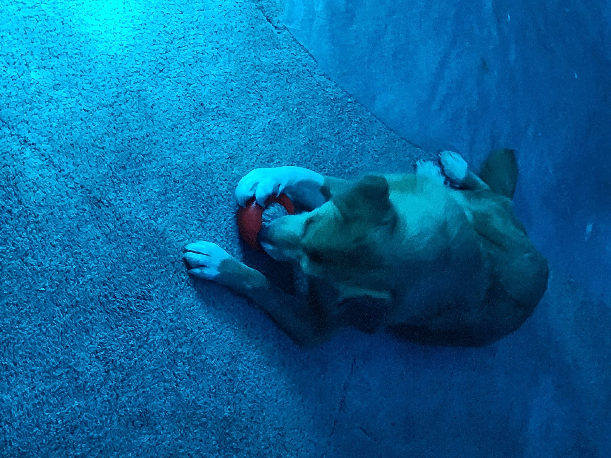 Lillie is registered to the contest to win money with this photo: aqua, blue, electric_blue, flooring, fun, grass, human_leg, leisure, personal_protective_equipment, recreation, rock, shadow, sitting, underwater