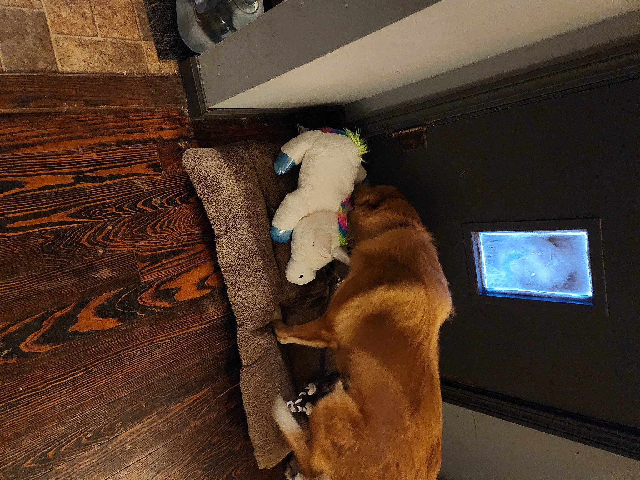 Lillie is registered to the contest to win money with this photo: brown, carnivore, comfort, companion_dog, dog, dog_breed, fawn, felidae, flooring, fur, guard_dog, hardwood, room, small_to_medium_sized_cats, stuffed_toy, tail, toy, whiskers, wood, working_animal