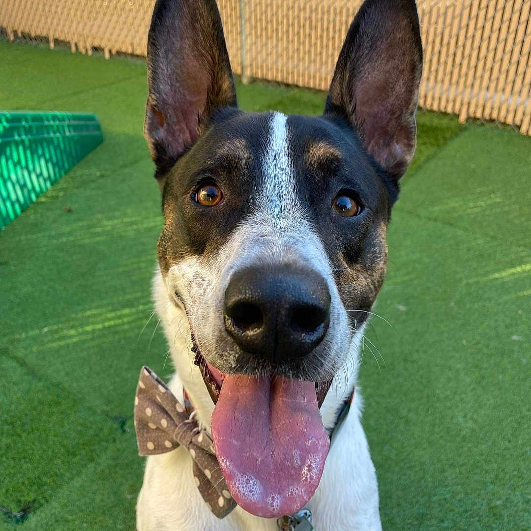 Bucky joined the competition — help win amazing prizes! dog, canine, pet, bow_tie, tongue_out, happy, ears, outdoor, green_turf, fence, collar, portrait, animal, playful, friendly, cute, smiling, close_up, daylight, domestic_animal