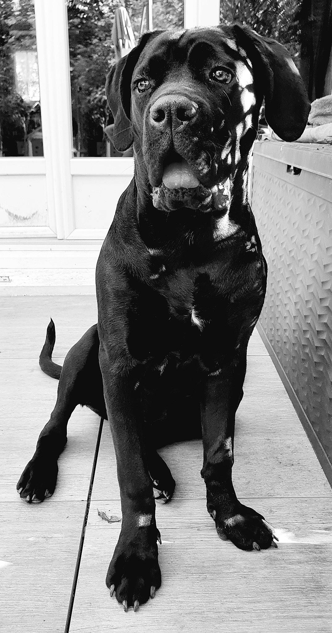 Simone participe au concours pour gagner de l'argent avec cette photo : black, canidae, carnivore, collar, companion_dog, dog, dog_breed, dog_collar, fawn, monochrome, monochrome_photography, photograph, snout, sporting_group, style, vertebrate, whiskers, white, window, working_animal