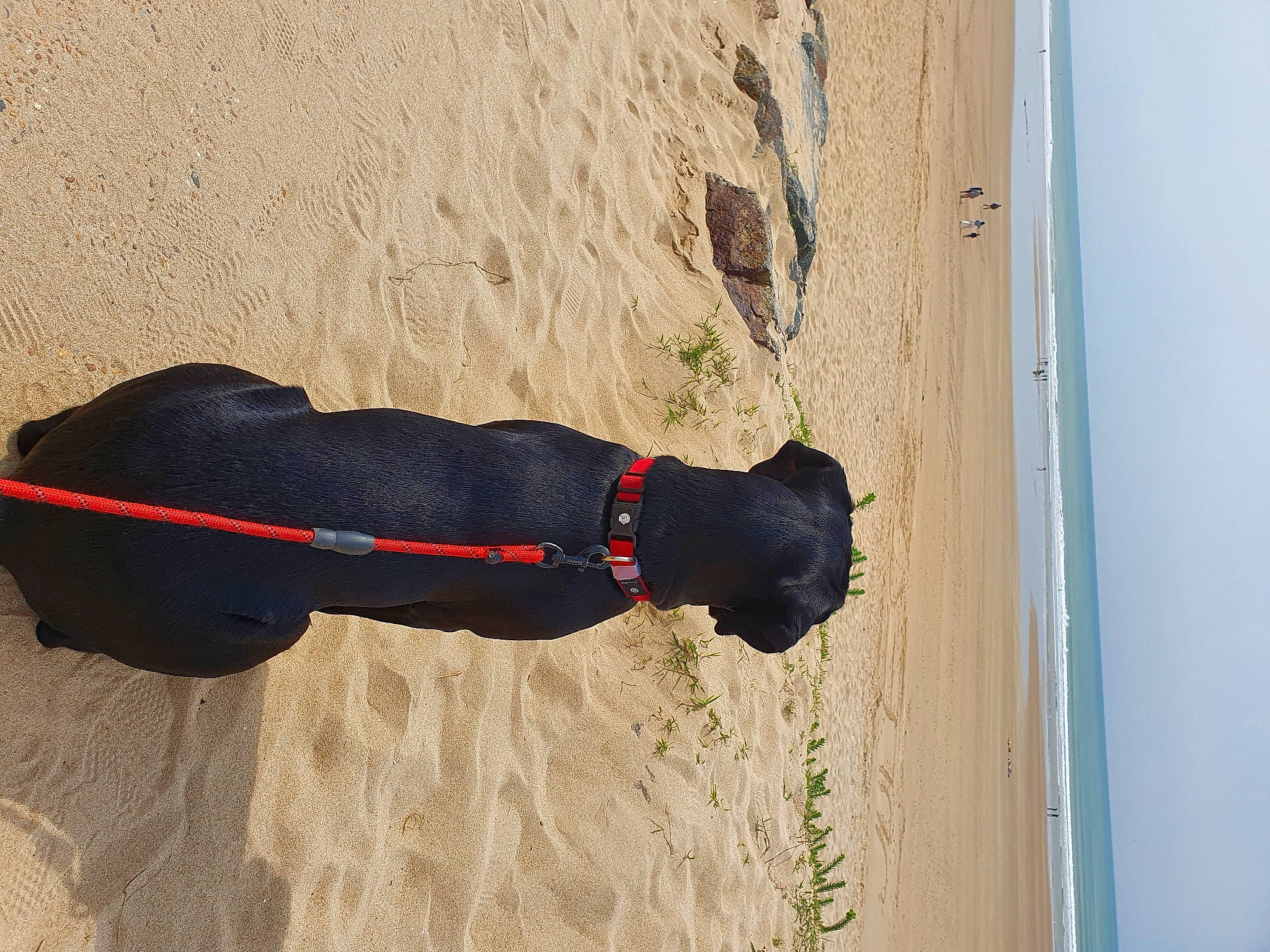 Simone participe au concours pour gagner de l'argent avec cette photo : beach, carmine, concrete, dog, fun, human_leg, landscape, ocean, pattern, personal_protective_equipment, sand, shadow, sky, sporting_group, water, wood
