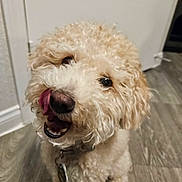 Puppers joined the competition — help win amazing prizes! dog, curly_fur, tongue, pet, indoor, floor, wooden_floor, happy, playful, cute, canine, fur, collar, tag, animal, mischievous, domestic_animal, front_door, close_up, brown