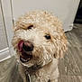 dog, curly_fur, tongue, pet, indoor, floor, wooden_floor, happy, playful, cute, canine, fur, collar, tag, animal, mischievous, domestic_animal, front_door, close_up, brown