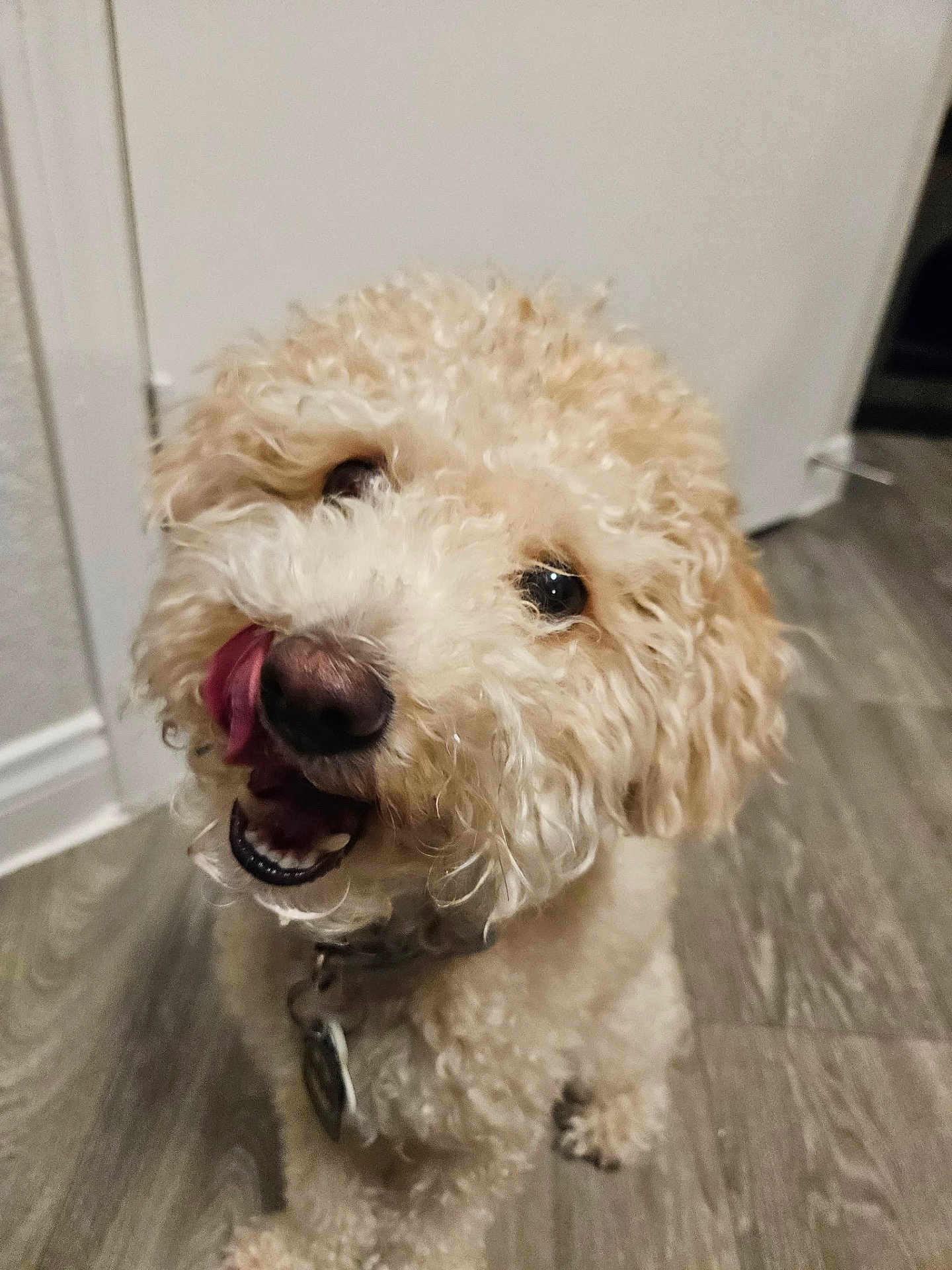 Puppers