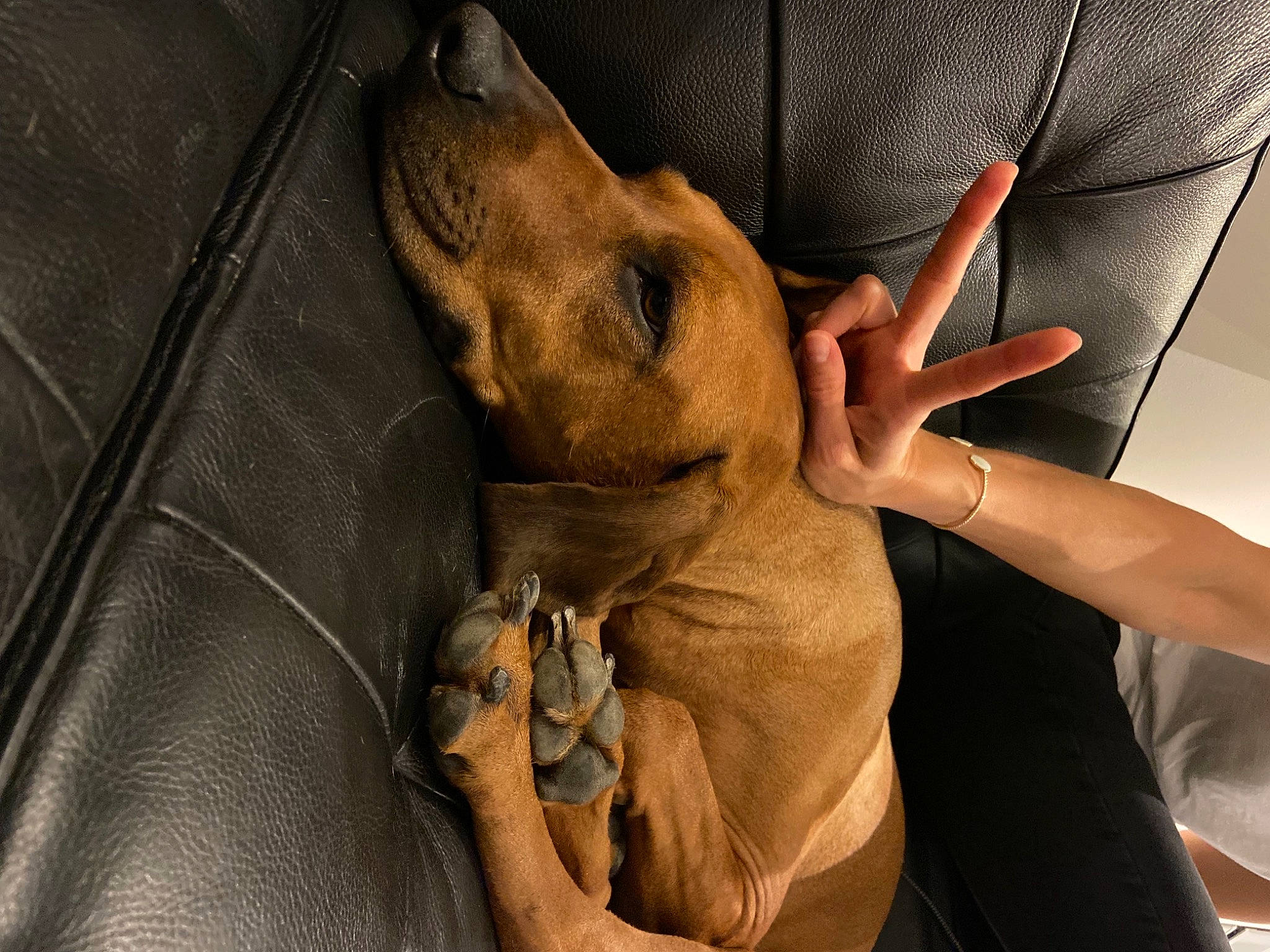 Nala participe au concours pour gagner de l'argent avec cette photo : carnivore, comfort, companion_dog, dog, dog_breed, ear, fawn, fur, gesture, human_body, human_leg, jaw, nail, neck, snout, thumb, whiskers, wood, working_animal, wrist