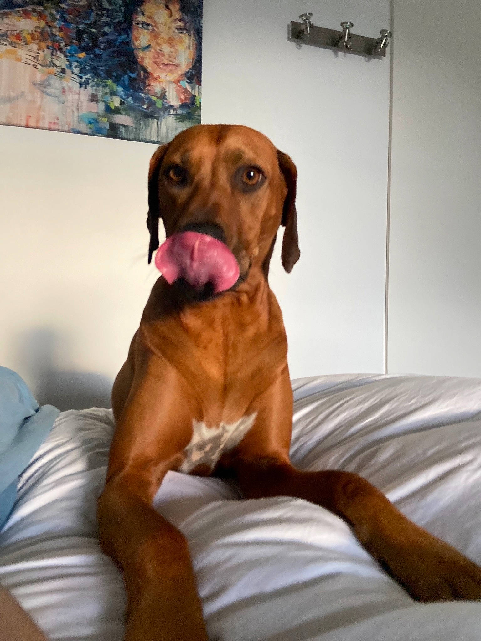 Nala participe au concours pour gagner de l'argent avec cette photo : canidae, carnivore, collar, comfort, companion_dog, dog, dog_breed, dog_supply, fawn, flooring, gun_dog, hardwood, hound, liver, pointing_breed, snout, sporting_group, whiskers, wood, working_animal