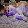 cat, orange_and_white_cat, mattress, indoor, furniture, cat_bed, relaxed, sleeping_cat, pet, home, cozy, purple_lighting, floor, wooden_cabinet, laundry_basket, resting, feline, soft_fur, paw, ears