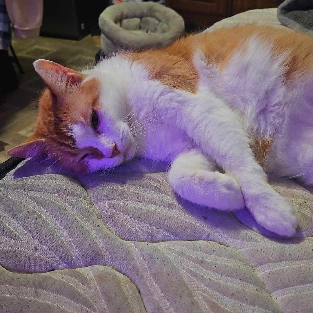 Sunny joined the competition — help win amazing prizes! cat, orange_and_white_cat, mattress, indoor, furniture, cat_bed, relaxed, sleeping_cat, pet, home, cozy, purple_lighting, floor, wooden_cabinet, laundry_basket, resting, feline, soft_fur, paw, ears