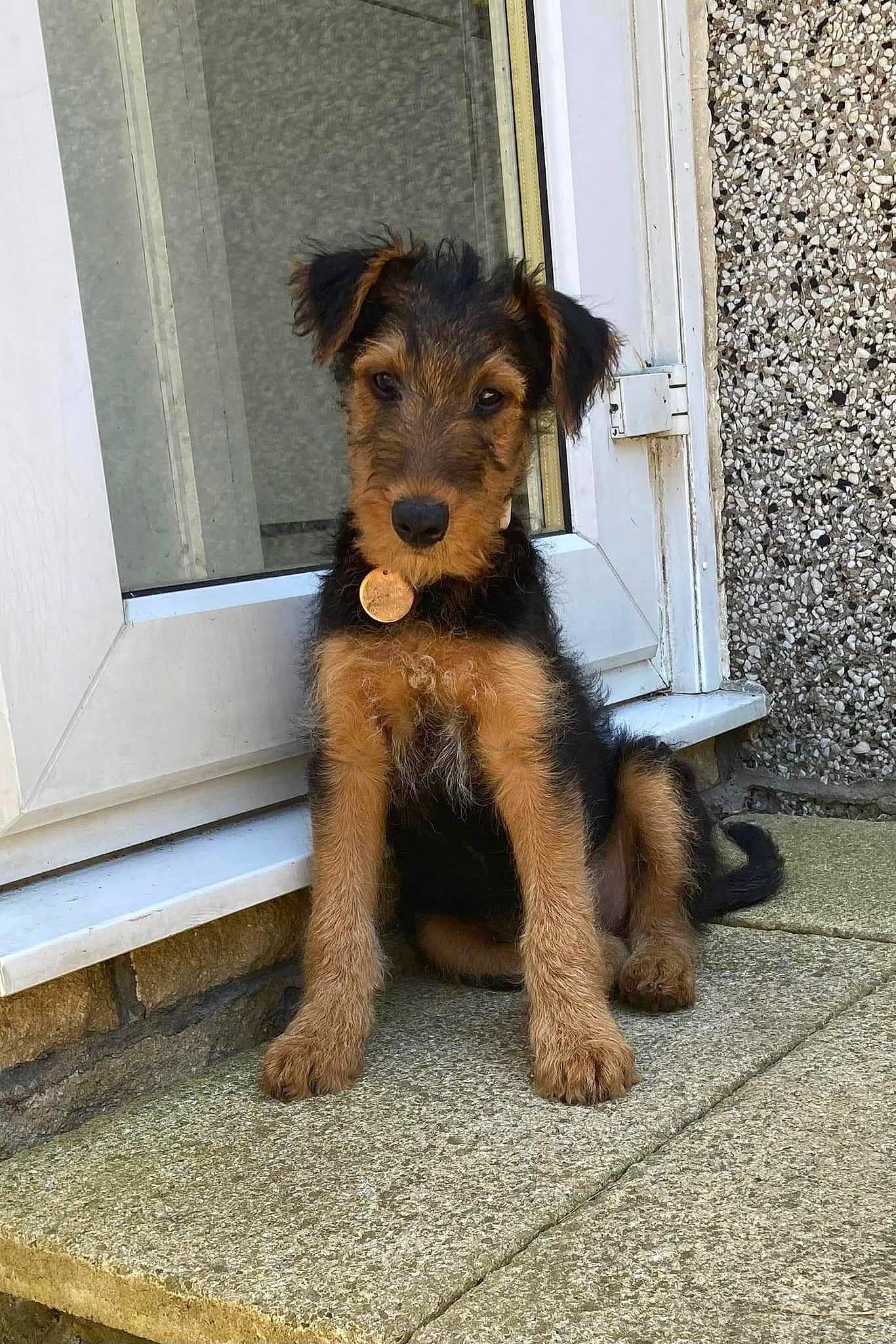 Piper joined the competition — help win amazing prizes! airedale_terrier, canidae, carnivore, companion_dog, dog, dog_breed, fawn, flooring, fur, small_terrier, snout, sporting_group, tail, terrestrial_animal, terrier, toy_dog, welsh_terrier, working_animal, working_dog, working_terrier