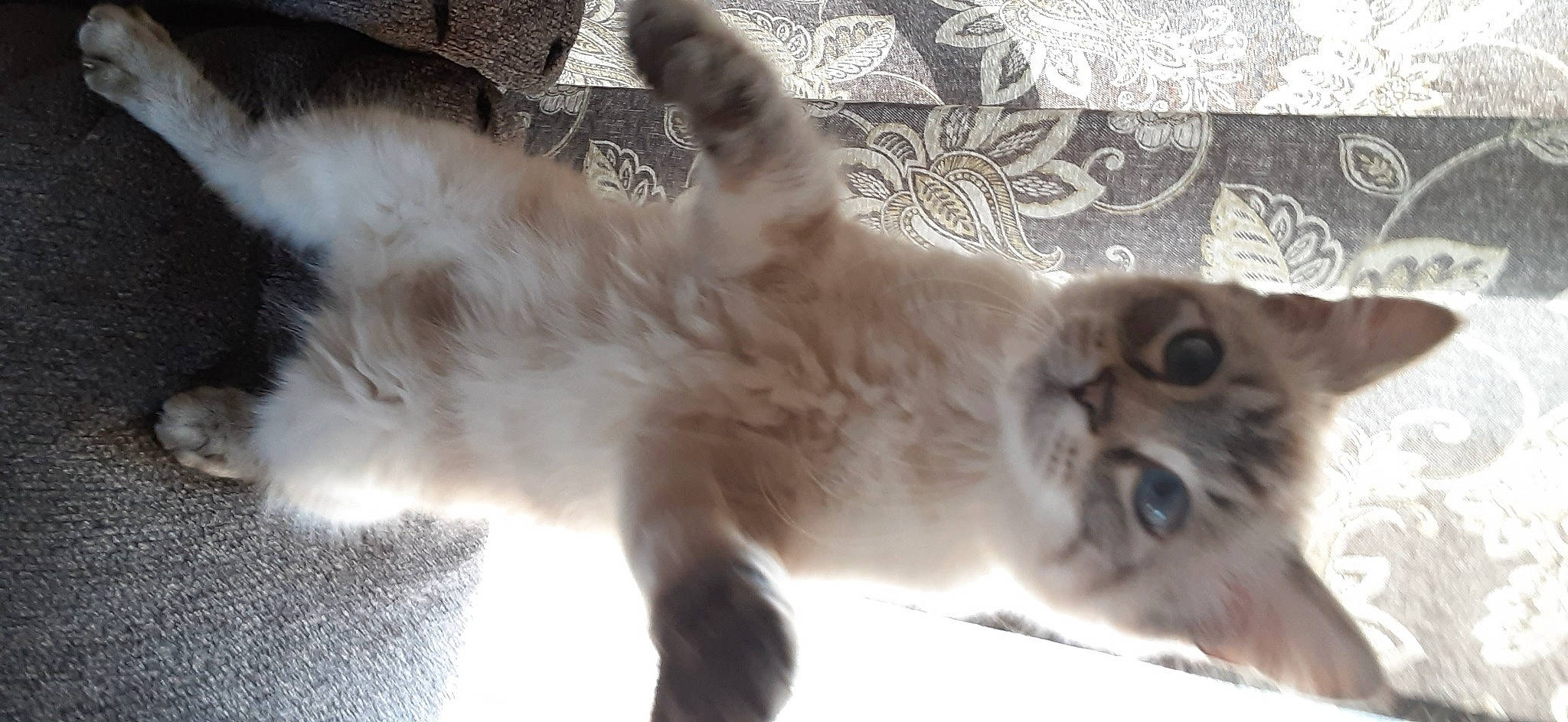 Lulu is registered to the contest to win money with this photo: balinese, british_longhair, canidae, carnivore, cat, claw, companion_dog, dog_breed, fang, fawn, felidae, fur, mammal, paw, small_to_medium_sized_cats, snout, tail, terrestrial_animal, thai, whiskers