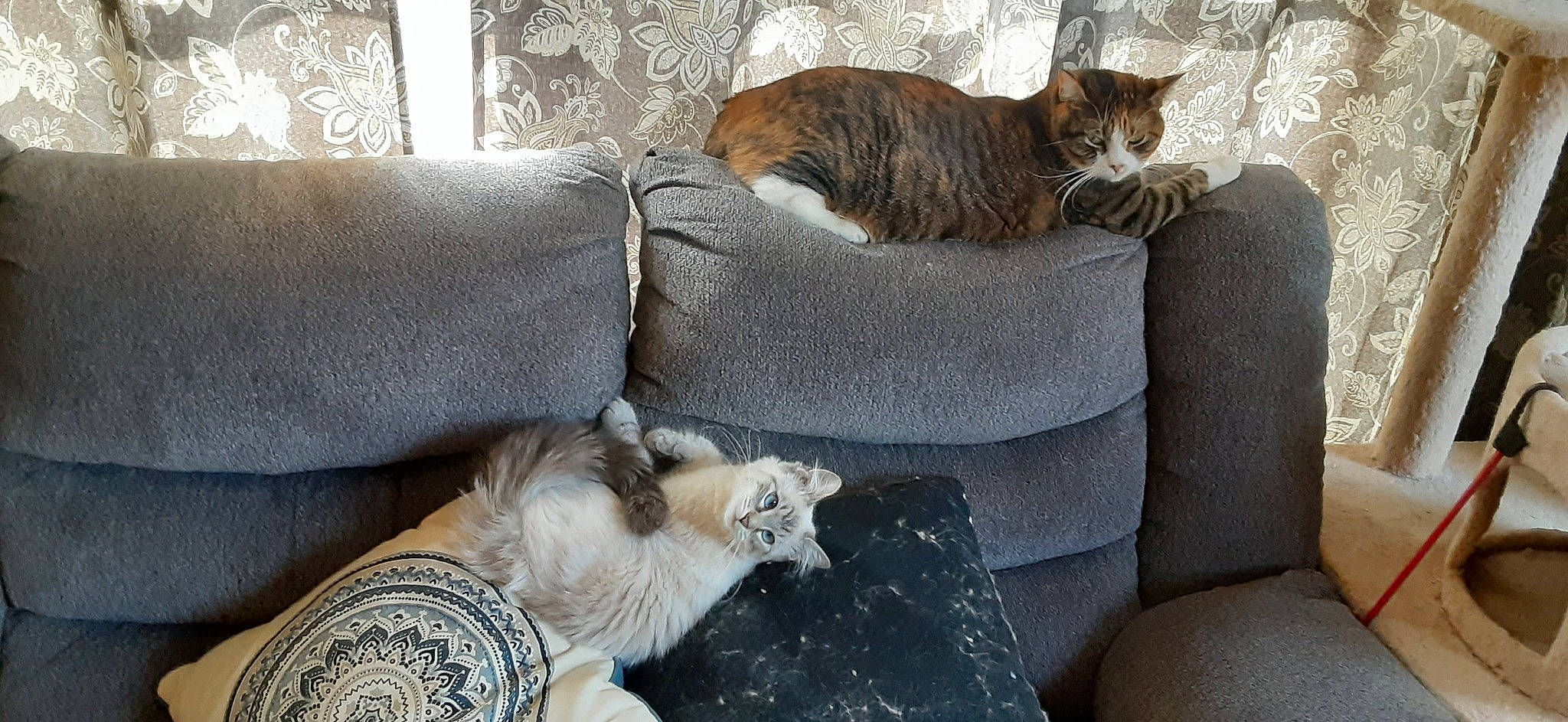 Lulu joined the competition — help win amazing prizes! carnivore, cat, cat_supply, comfort, companion_dog, couch, domestic_short_haired_cat, fawn, felidae, fur, grey, linens, living_room, nap, small_to_medium_sized_cats, snout, studio_couch, tail, whiskers, wood