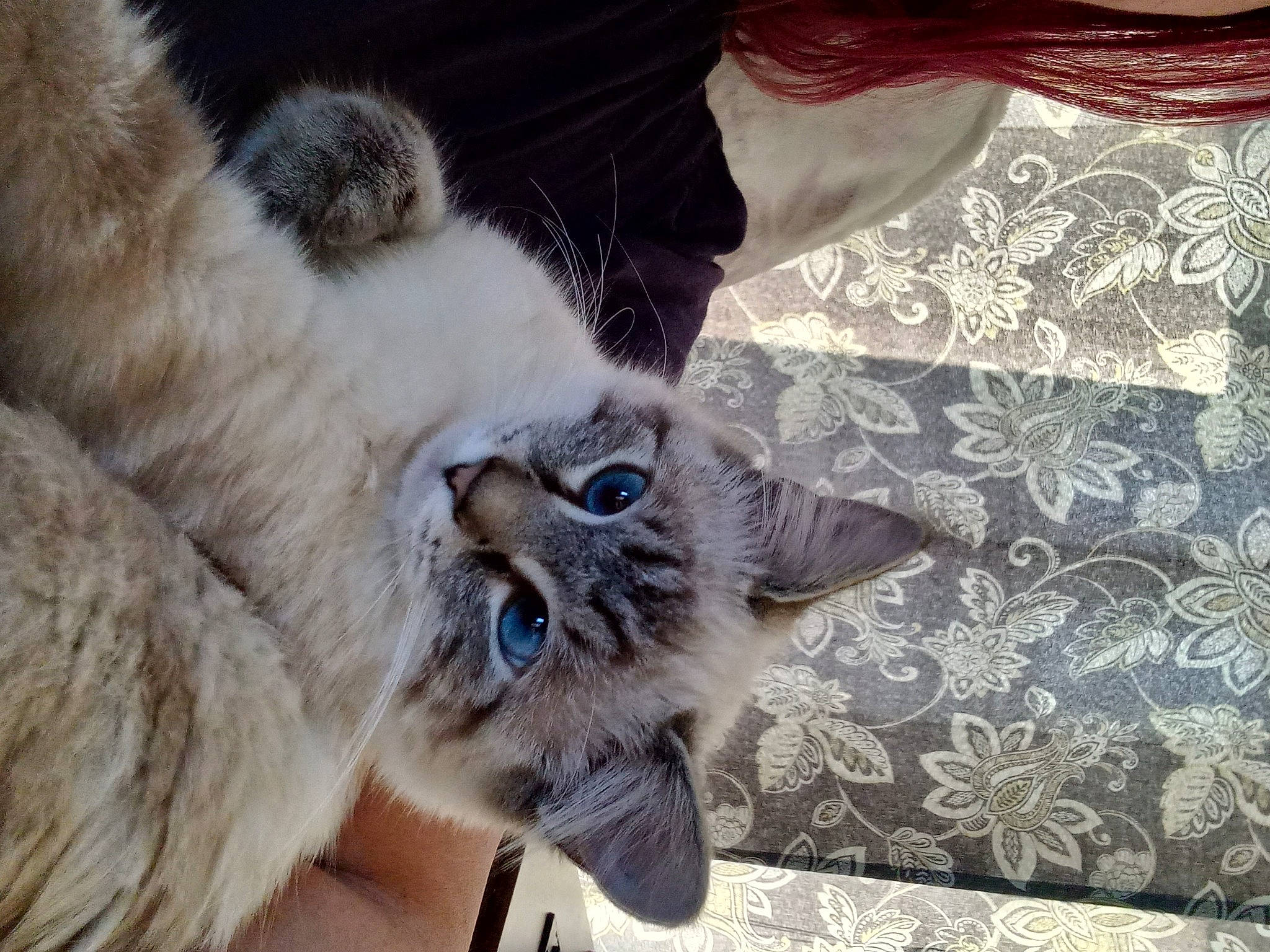 Lulu joined the competition — help win amazing prizes! carnivore, cat, claw, comfort, domestic_short_haired_cat, fawn, felidae, fur, grey, pattern, paw, sleeve, small_to_medium_sized_cats, snout, tail, thai, whiskers