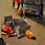 Mojito a rejoint le concours — aidez-le/la à gagner de superbes lots ! asphalt, bag, carnivore, cat, comfort, domestic_short_haired_cat, felidae, floor, flooring, fur, gas, luggage_and_bags, paw, plant, road_surface, small_to_medium_sized_cats, tail, vertebrate, whiskers, window