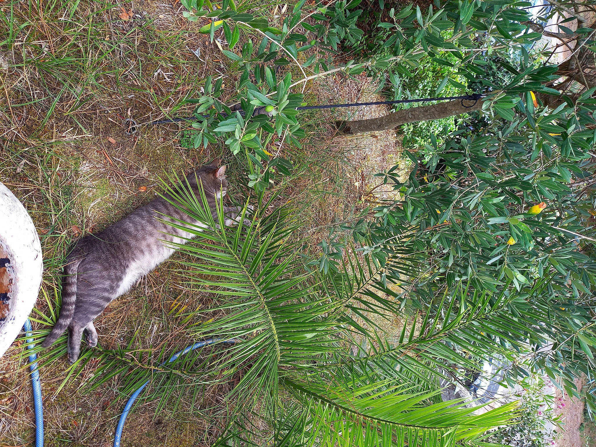 Mojito participe au concours pour gagner de l'argent avec cette photo : aquatic_plant, arecales, biome, conifer, evergreen, flowering_plant, forest, grass, groundcover, herb, jungle, non_vascular_land_plant, plant, shrub, subshrub, tail, terrestrial_plant, tree, vascular_plant, vegetation