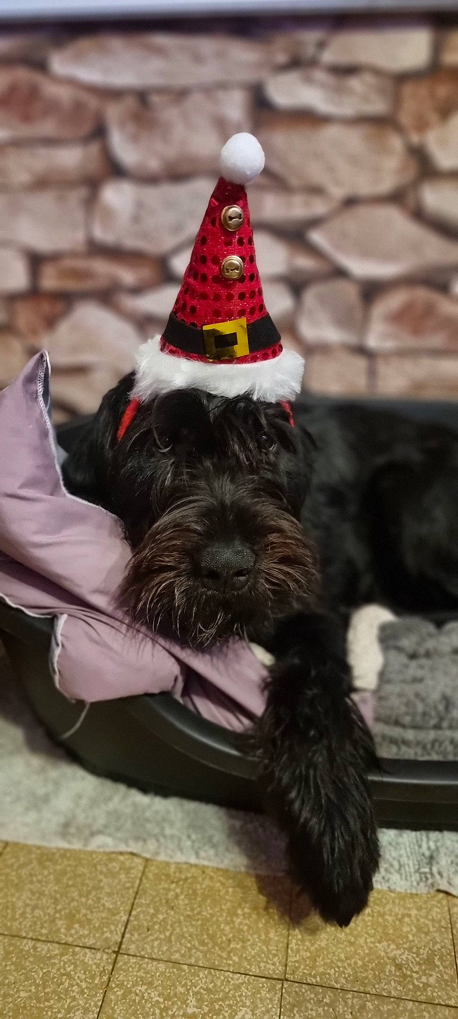Paco participe au concours pour gagner de l'argent avec cette photo : carmine, carnivore, collar, companion_dog, cone, costume_hat, dog, dog_breed, dog_collar, dog_supply, event, fashion_accessory, fur, hat, party_hat, party_supply, pet_supply, small_terrier, witch_hat, working_animal