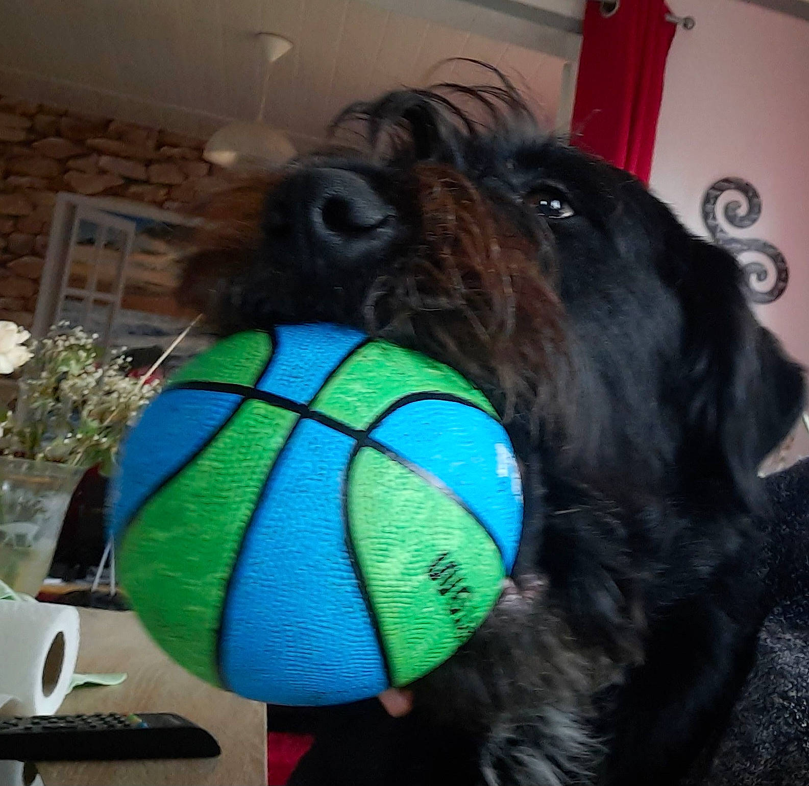 Paco participe au concours pour gagner de l'argent avec cette photo : bag, ball, carnivore, collar, companion_dog, dog, dog_breed, dog_collar, dog_supply, fur, houseplant, liver, personal_protective_equipment, pet_supply, plant, sporting_group, sports_equipment, tennis_ball, toy, working_animal