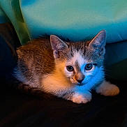 Stella is registered to the contest to win money with this photo: kitten, cat, animal, pet, fur, ears, whiskers, cute, young, domestic_cat, indoor, relaxing, resting, looking, closeup, portrait, feline, small, soft, curious