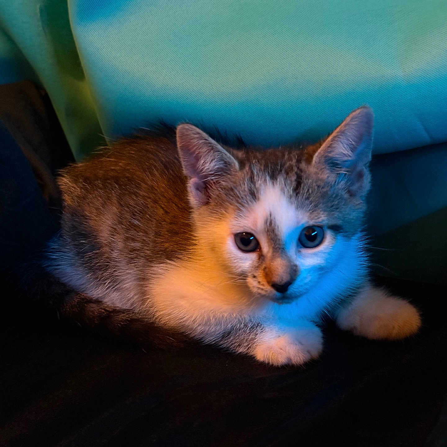 Stella is registered to the contest to win money with this photo: animal, cat, closeup, curious, cute, domestic_cat, ears, feline, fur, indoor, kitten, looking, pet, portrait, relaxing, resting, small, soft, whiskers, young