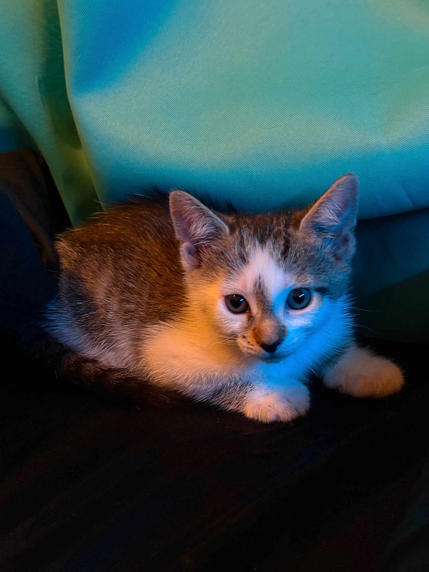 Stella