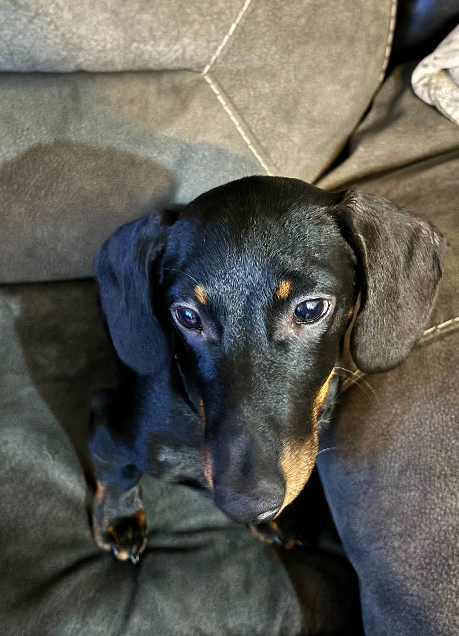 Edgar is registered to the contest to win money with this photo: borador, canidae, carnivore, companion_dog, dog, dog_breed, electric_blue, eye, fur, hunting_dog, pet_supply, snout, sporting_group, terrestrial_animal, whiskers, working_animal, working_dog