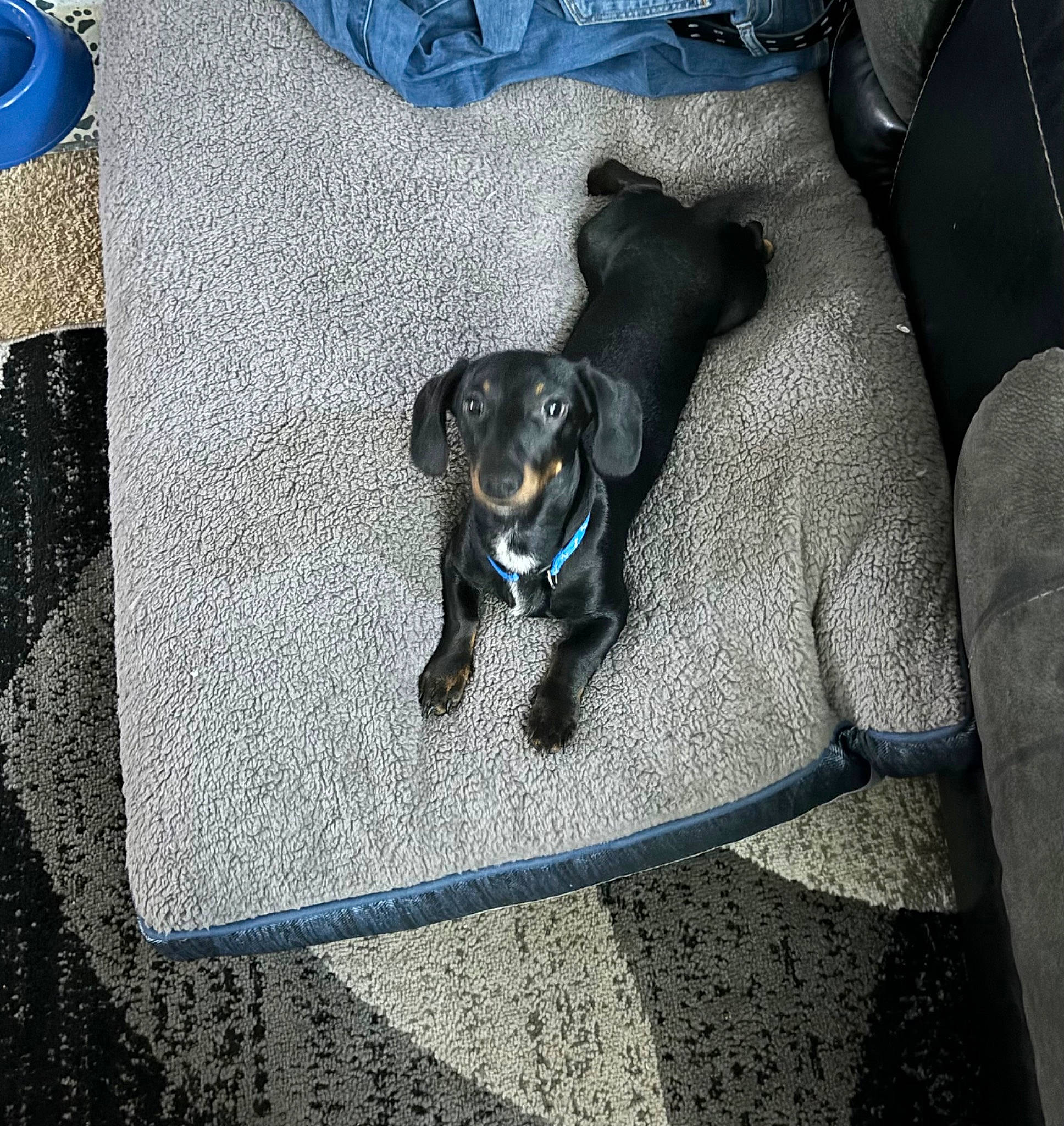 Edgar joined the competition — help win amazing prizes! auto_part, blue, borador, canidae, carnivore, comfort, companion_dog, couch, dog, dog_breed, dog_supply, electric_blue, flooring, grey, guard_dog, snout, sporting_group, toy_dog, vehicle_door, working_animal