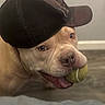 Elvis joined the competition — help win amazing prizes! dog, pit_bull, baseball_cap, tennis_ball, pet, animal, portrait, close_up, indoors, lying_down, brown_fur, white_fur, canine, playful, funny, sporty, hat, ball, tongue, bed