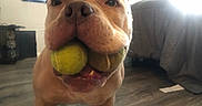 Elvis joined the competition — help win amazing prizes! dog, pit_bull, tan_dog, tennis_ball, two_balls, playing, fetch, close_up, portrait, pet, indoors, living_room, couch, wood_floor, home, funny, squishy_face, open_mouth, brown_eyes, animal