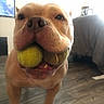 dog, pit_bull, tan_dog, tennis_ball, two_balls, playing, fetch, close_up, portrait, pet, indoors, living_room, couch, wood_floor, home, funny, squishy_face, open_mouth, brown_eyes, animal