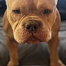 Elvis joined the competition — help win amazing prizes! dog, bulldog, pet, animal, portrait, close_up, wrinkles, muzzle, nose, eyes, face, fur, tan, standing, couch, indoor, home, soft_focus, looking_at_camera, funny