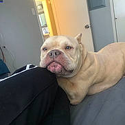 Elvis is registered to the contest to win money with this photo: dog, bulldog, cream_colored, wrinkled, short_snout, floppy_ears, brown_eyes, pet, animal, lying_down, bed, bedroom, indoor, home, relaxed, sleepy, closeup, portrait, human_leg, cozy