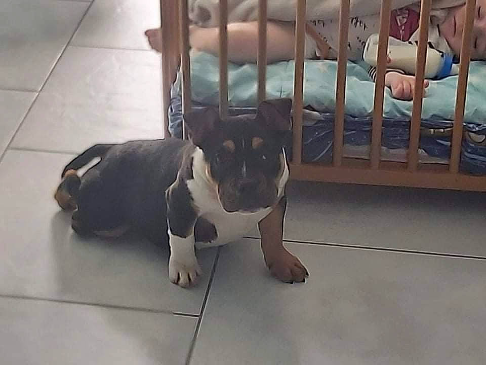 Chanel a rejoint le concours — aidez-le/la à gagner de superbes lots ! animal_shelter, boston_terrier, bulldog, carnivore, collar, companion_dog, dog, dog_breed, dog_collar, dog_supply, fawn, fence, flooring, foot, fur, mammal, pet_supply, snout, tail, working_animal