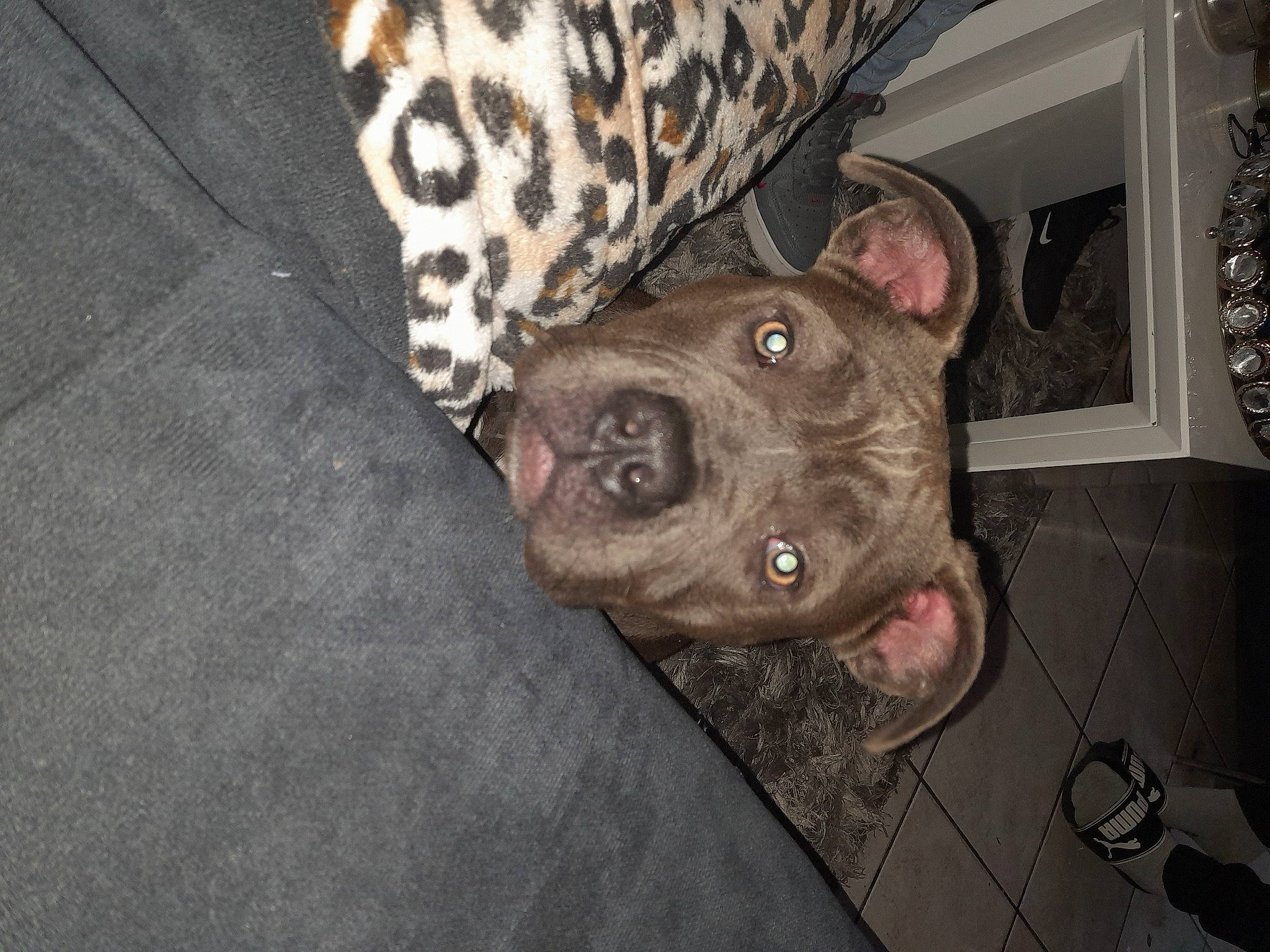 Démone a rejoint le concours — aidez-le/la à gagner de superbes lots ! canidae, carnivore, comfort, companion_dog, dog, dog_breed, ear, fawn, fur, guard_dog, liver, non_sporting_group, pattern, picture_frame, snout, sporting_group, terrestrial_animal, whiskers, working_animal