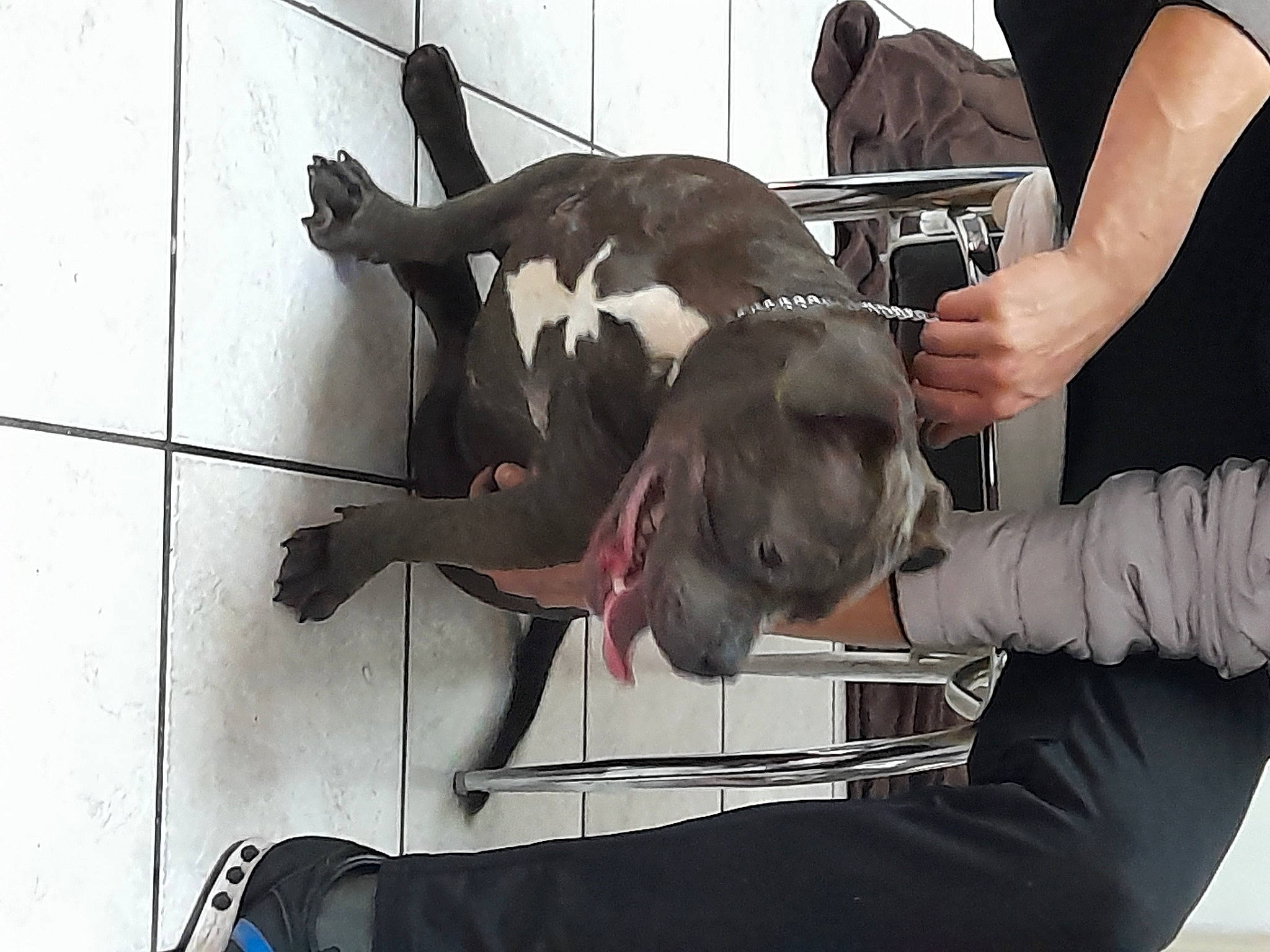 Démone a rejoint le concours — aidez-le/la à gagner de superbes lots ! animal_training, arm, canidae, carnivore, companion_dog, dog, dog_breed, fawn, flooring, gesture, guard_dog, non_sporting_group, personal_protective_equipment, snout, sporting_group, wildlife_biologist, working_animal