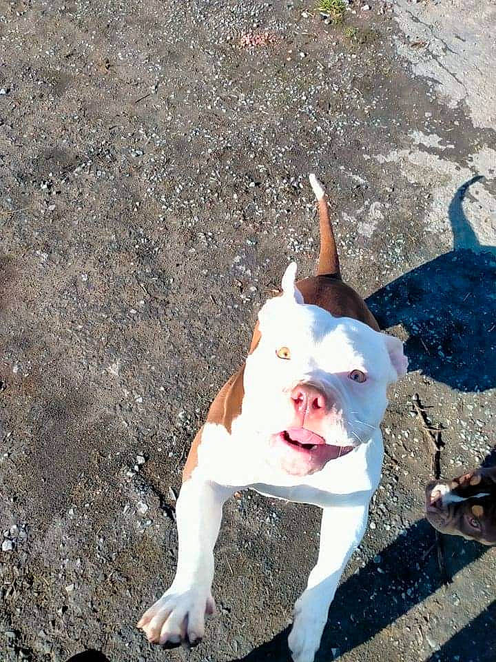 Laguertha participe au concours pour gagner de l'argent avec cette photo : asphalt, bulldog, canidae, carnivore, companion_dog, concrete, dog, dog_breed, fawn, grass, head, jaw, road_surface, snout, soil, sporting_group, tail, tar, terrestrial_animal, working_animal