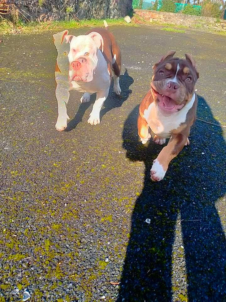 Laguertha participe au concours pour gagner de l'argent avec cette photo : asphalt, companion_dog, dog_breed, fawn, fun, fur, gesture, grass, green, lawn_ornament, leisure, mammal, people_in_nature, recreation, road_surface, snout, soil, terrestrial_animal, toy, vertebrate