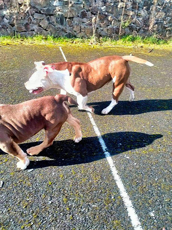 Laguertha a rejoint le concours — aidez-le/la à gagner de superbes lots ! basenji, canidae, carnivore, collar, companion_dog, dog, dog_breed, dog_supply, fawn, grass, human_leg, leash, mammal, pet_supply, plant, road_surface, sporting_group, tail, vertebrate, working_animal