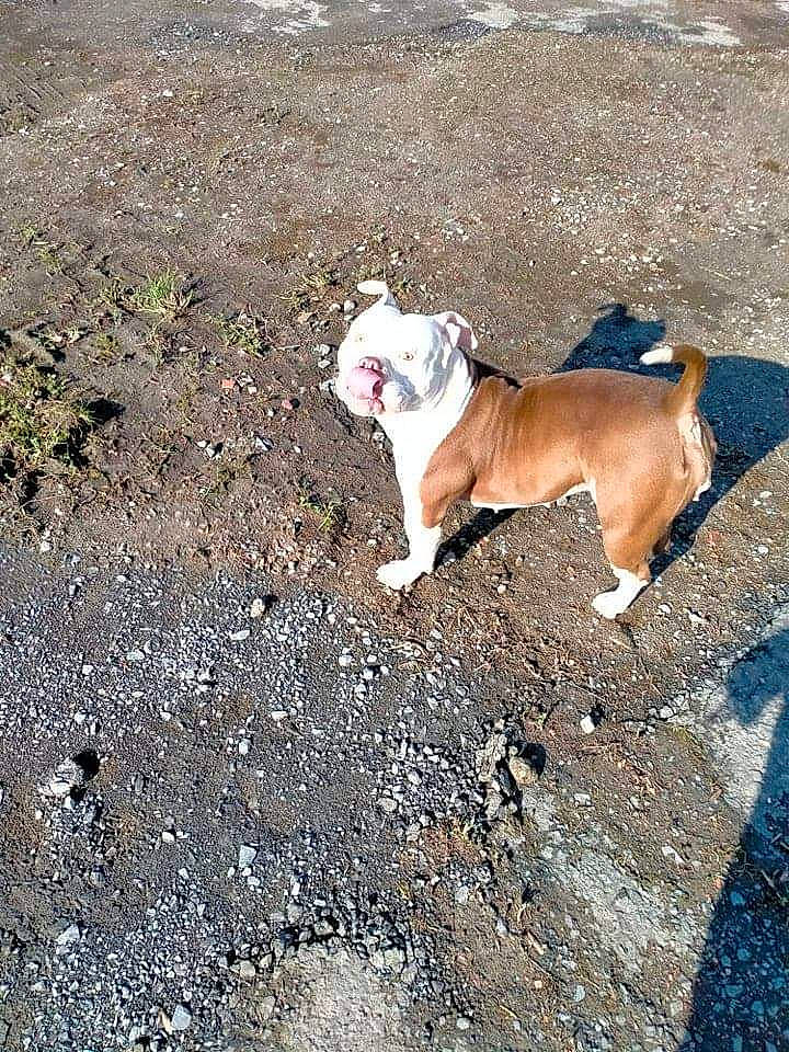 Laguertha a rejoint le concours — aidez-le/la à gagner de superbes lots ! asphalt, bulldog, canidae, carnivore, collar, companion_dog, dog, dog_breed, dog_collar, dog_supply, fawn, grass, leash, road_surface, snout, soil, sporting_group, tail, toy_dog, working_animal