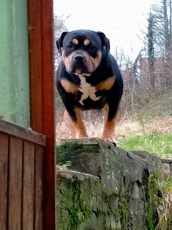 Guess participe au concours pour gagner de l'argent avec cette photo : canidae, carnivore, companion_dog, dog, dog_breed, door, fawn, fur, grass, pet_supply, plant, rottweiler, sky, snout, sporting_group, terrestrial_animal, tree, wood, working_animal, working_dog