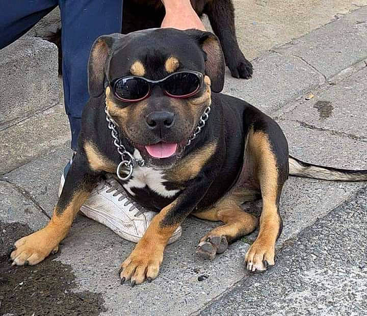Guess a rejoint le concours — aidez-le/la à gagner de superbes lots ! asphalt, automotive_tire, carnivore, collar, companion_dog, dog, dog_breed, eyewear, fawn, glasses, goggles, personal_protective_equipment, road_surface, shorts, snout, sporting_group, sunglasses, toy_dog, vision_care, working_animal