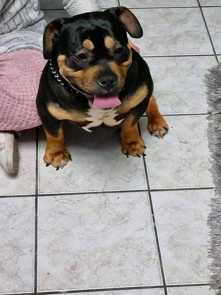 Guess a rejoint le concours — aidez-le/la à gagner de superbes lots ! canidae, carnivore, companion_dog, dog, dog_breed, dog_supply, fawn, flagstone, flooring, guard_dog, road_surface, rottweiler, snout, sporting_group, tile_flooring, working_animal, working_dog