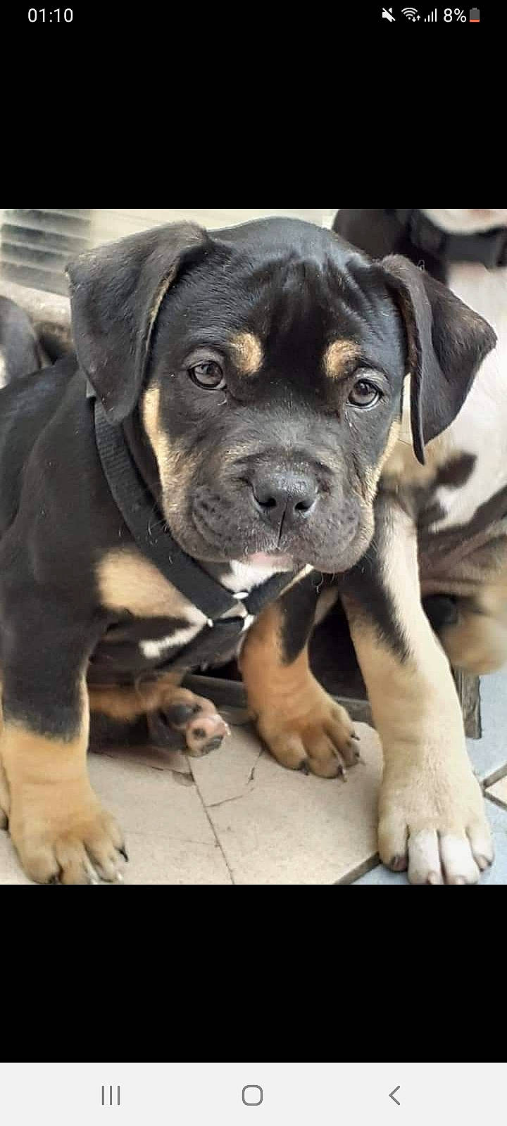 Guess participe au concours pour gagner de l'argent avec cette photo : canidae, carnivore, companion_dog, dog, dog_breed, fawn, fur, non_sporting_group, sporting_group, terrestrial_animal, whiskers, working_animal, working_dog