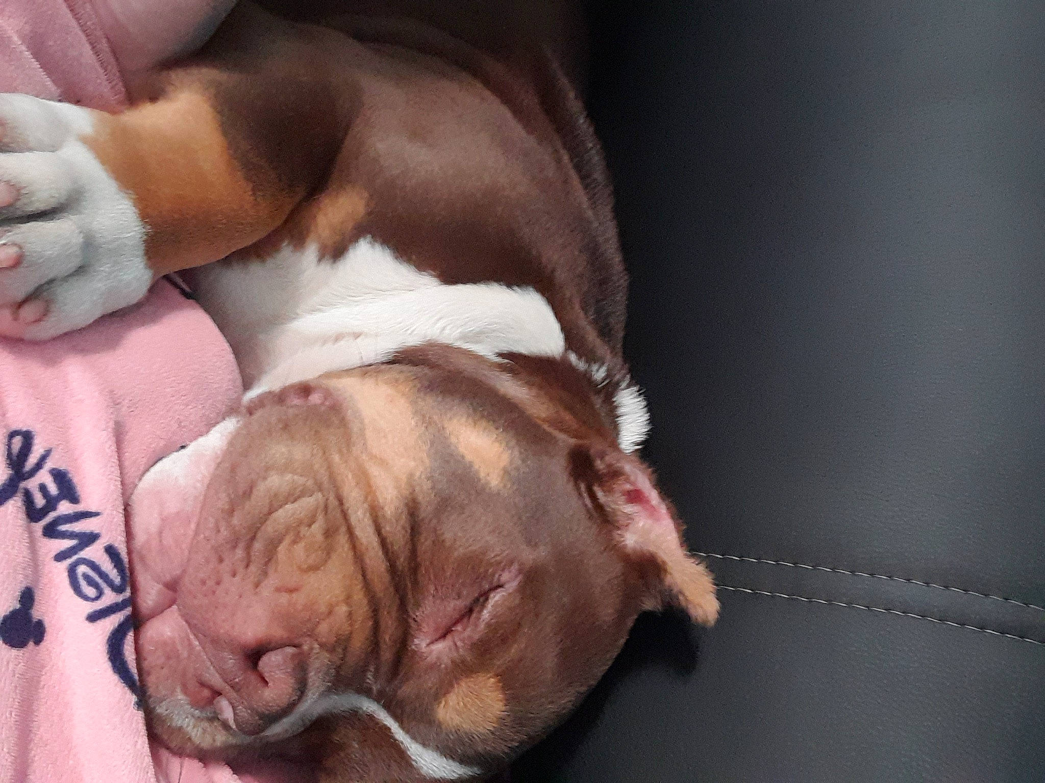 Choco participe au concours pour gagner de l'argent avec cette photo : bulldog, canidae, carnivore, comfort, companion_dog, dog, dog_breed, fawn, flesh, fur, liver, nap, non_sporting_group, sleep, snout, sporting_group, terrestrial_animal, whiskers, working_animal, wrinkle