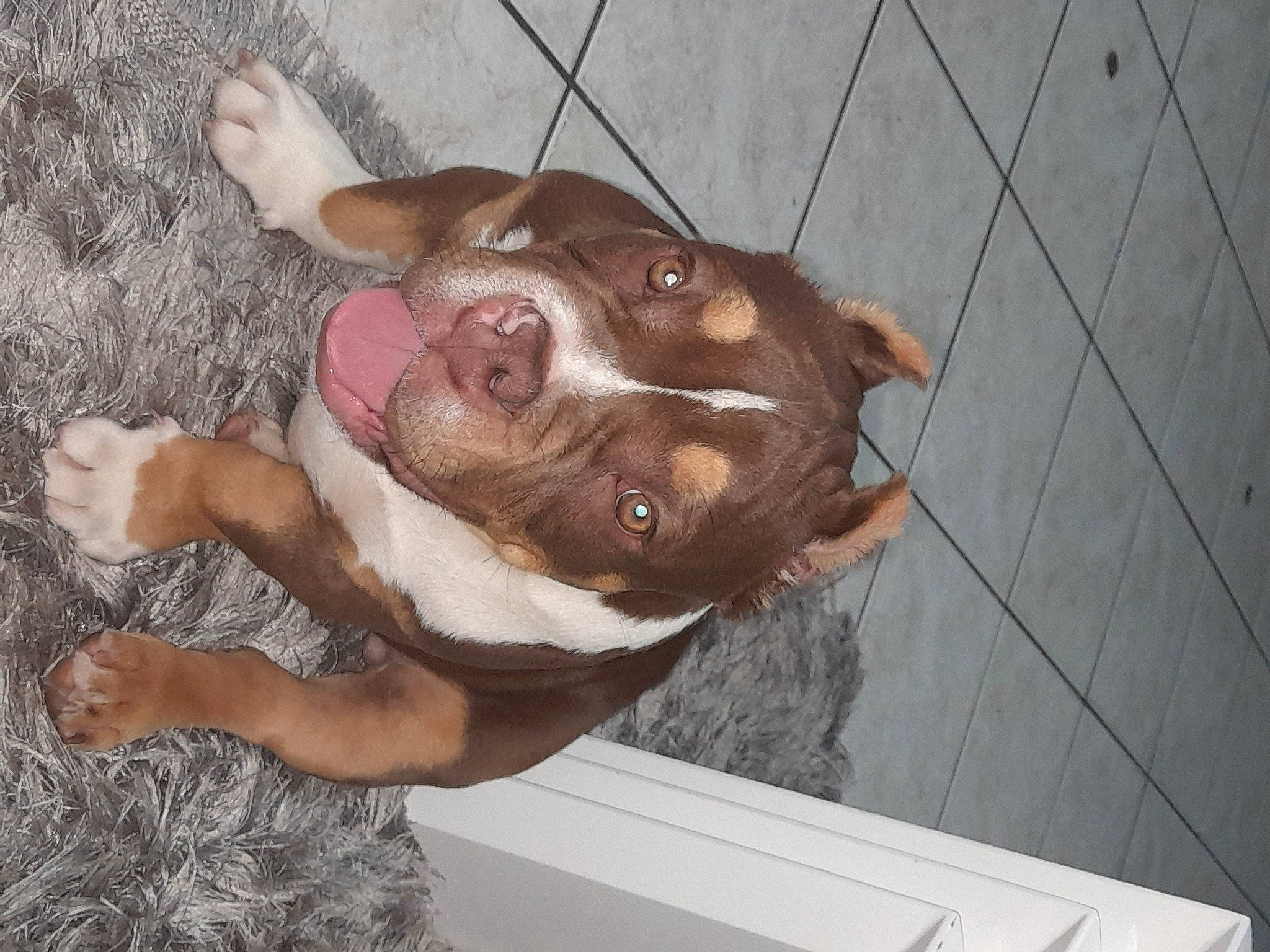 Choco a rejoint le concours — aidez-le/la à gagner de superbes lots ! canidae, carnivore, companion_dog, dog, dog_breed, dog_supply, fawn, fur, guard_dog, jaw, liver, non_sporting_group, paw, pet_supply, snout, sporting_group, tail, whiskers, wood, working_animal