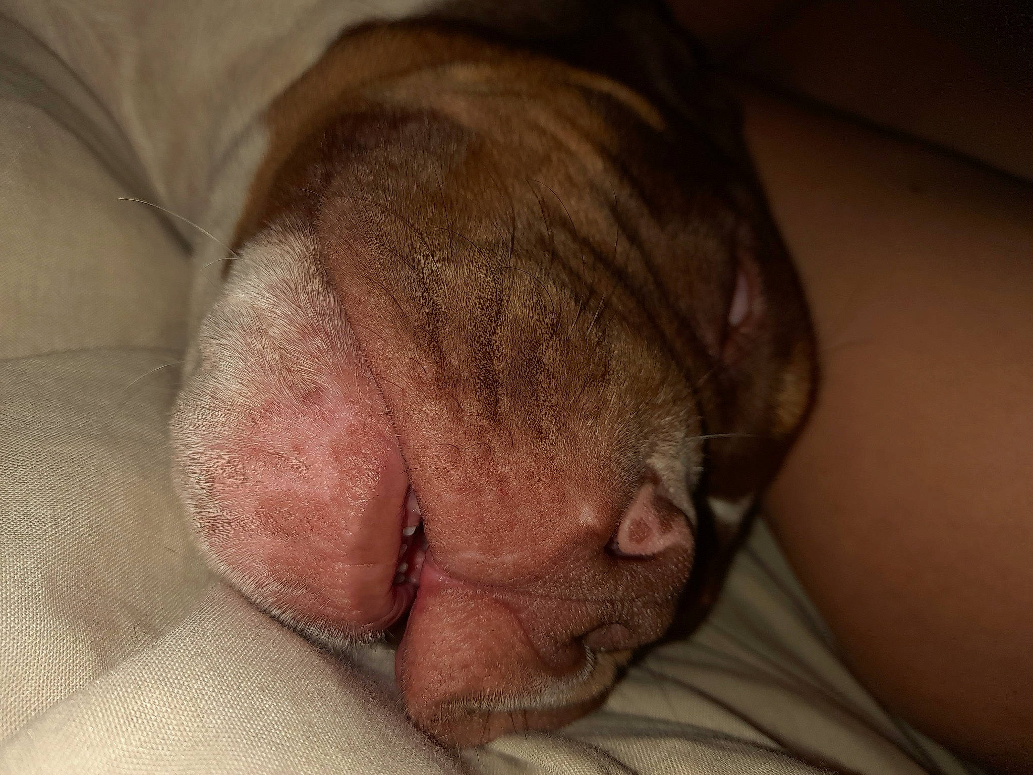 Choco participe au concours pour gagner de l'argent avec cette photo : canidae, carnivore, comfort, dog_breed, ear, fawn, felidae, foot, fur, gesture, hardwood, head, human_leg, jaw, liver, nap, snout, sporting_group, whiskers, wrinkle