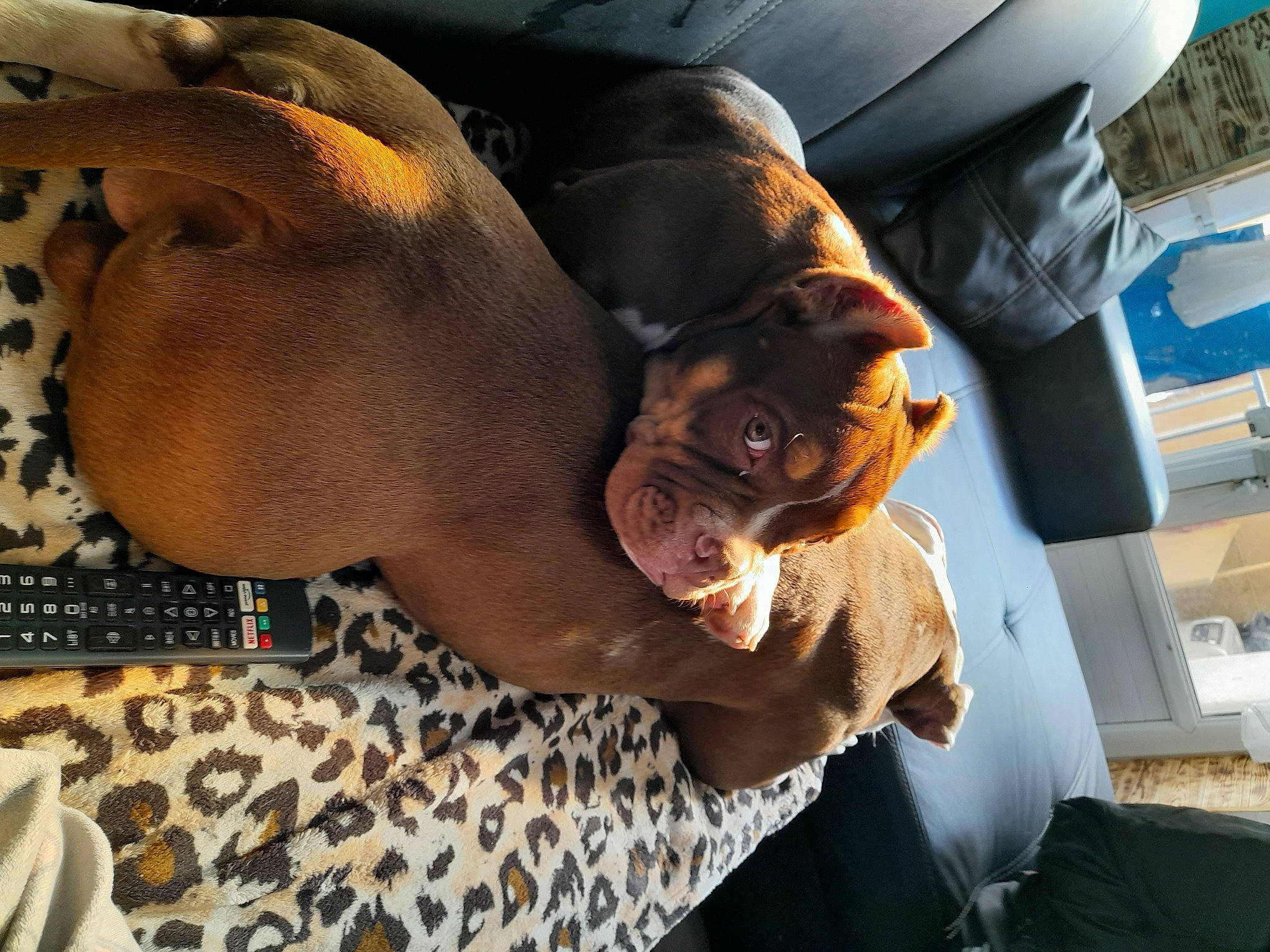 Choco participe au concours pour gagner de l'argent avec cette photo : canidae, car_seat, car_seat_cover, carnivore, comfort, companion_dog, dog, dog_breed, ear, elbow, fawn, guard_dog, head_restraint, liver, snout, sporting_group, sunglasses, vehicle_door, whiskers, working_animal