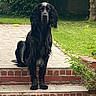 dog, black_dog, steps, brick, garden, grass, tree, outdoor, pet, canine, animal, sitting, calm, fur, nature, yard, greenery, daylight, leaves, plant